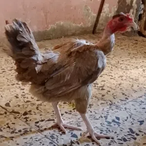 متاح دجاجه ام ركيبه شرط الصحه دجاجه حلوه وخاليه من كل امراض وملقحه