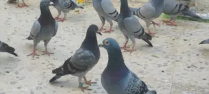 خمس جواز زواجل ازرق حبكين وجوز شكلي احمر   البيع كوم او بلجوز