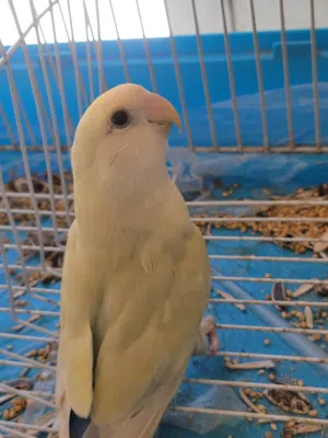 زوز اناث بركديلو/روز