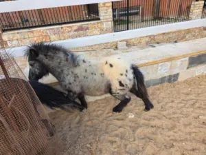 خيل بوني عمر سنه