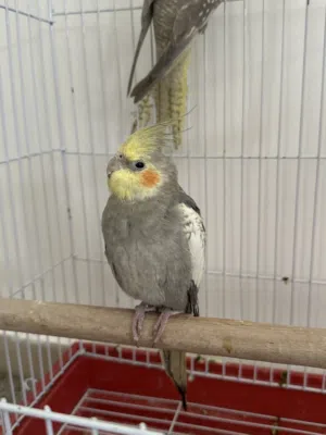 عصافير كوكتيل