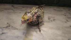 فرخ كوكتيل متعود بشرنقه