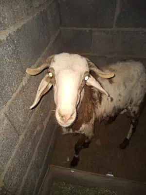 مشاءالله تبارك الله خروف ثقيل العمر 10 مزال يومين و يصكر عل 11 كزيوني السعر لحق للبيع بي اعلا سعر
