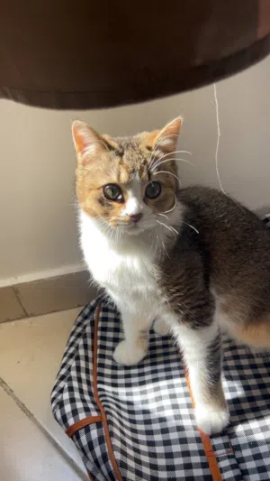 مكس سكوتش 5 أشهر