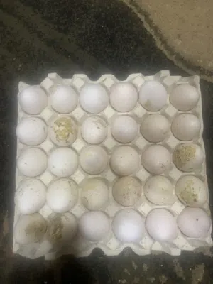 للبيع بيض روامي امركي حق تفريخ