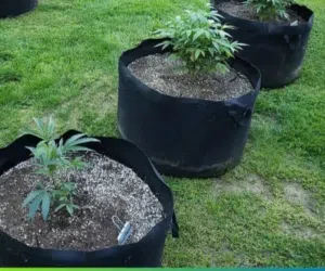 احواض -الأصص القماشية الذكية للزراعة الاحترافية