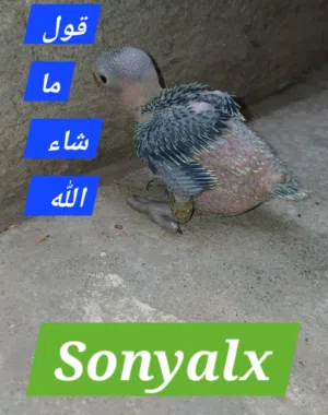 دره هندى تأكيل يدوى