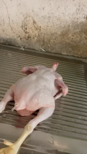Chickens1