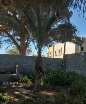 نخل كبير للبيع