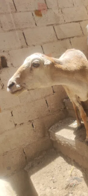 للبيع كبش وكسبة تربية بيت في صنعاء