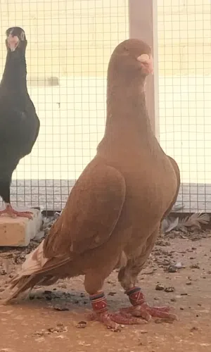 3 فحول شكايلة للبيع