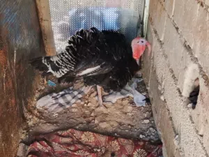 حبشتين راقدين علي 9بيضات جاج وبضتين حبش بيفقسو بعد بكره والبيض مضمون ع30 الاتنين  وديك 25 وحبشة ب10