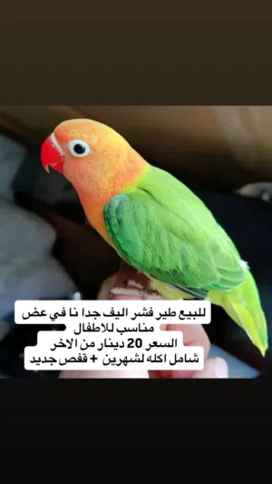 للبيع طير فشر اليف جدا ما في عض