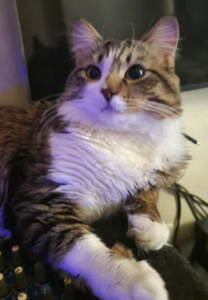 قط ذكر جميل Male cat