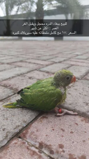 للبيع ببغاء الدره