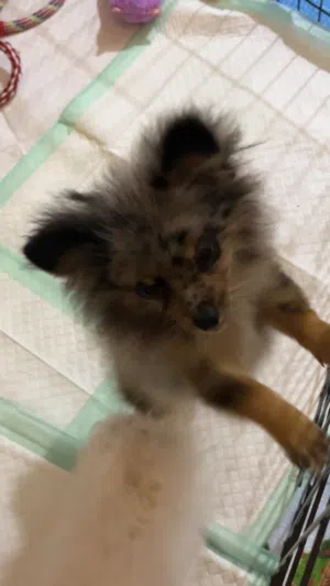 بومرنين و بيشون فريز   Pomeranian and Bichon Frise puppies 4month  2month