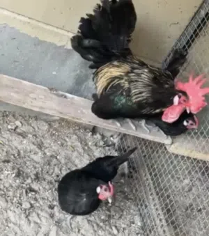 حباب منتجين