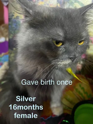قطط للتبني Cute cats for adoption