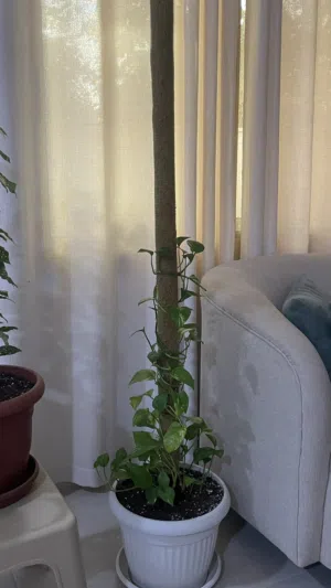 نبتة البوتس