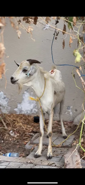 Goats2