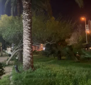 ابوعلي 