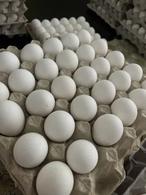 بيض بياض طازة نضيف