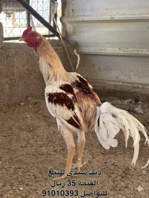 اليوم عرضنا القوي على الديكه 28 فقط