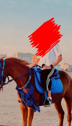 خيل لا البيع فحل