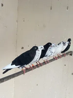 طيور كويتية لوت