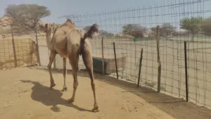 ناقه مدني طيبه وتنحلب ب650