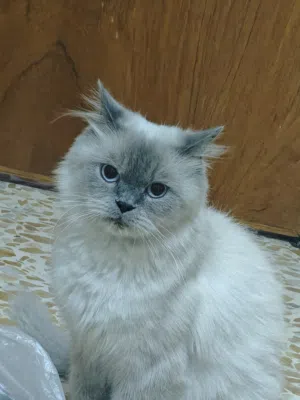 هاملايا مع اطفالها