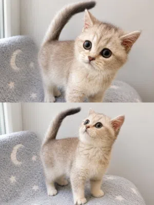 بيعه سريعه كتن برتش بيور