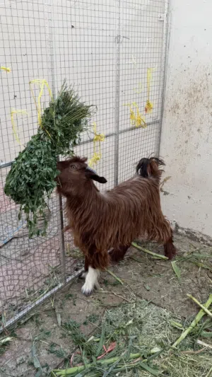 جدي عماني للبيع