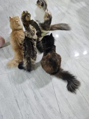 قطط للبيع والتبني