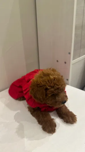 toy poodle توي بودل