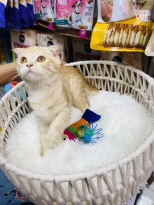 Scottish fold orange color fully vaccinated