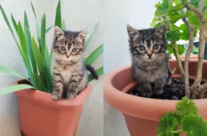 قطط صغيرة للتبني وبدون مقابل (مجانا)