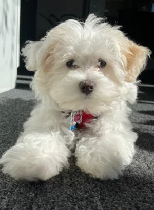 adorable havanese puppy