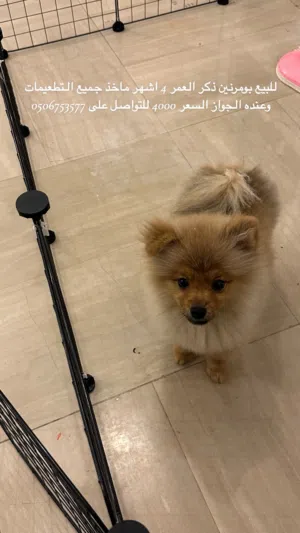 بورمونين ذكر العمر اربع شهور ماخذ كل التطعيمات