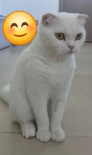 سكوتش فولد بيضاء أنثى مجانا