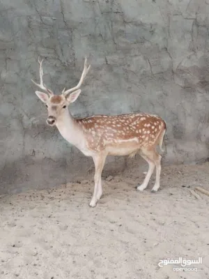 غزلان فلودير للبيع