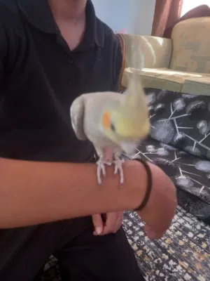 عصفور كوكتيل