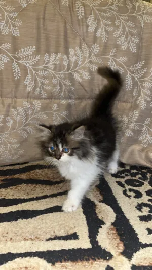 قطة شيرازي بيور