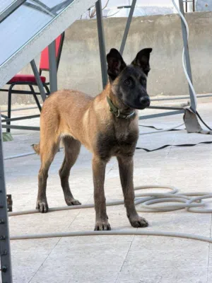 كلب حراسة للبيع بسعر مغري معه جواز سفر وماخذ مطاعيم شامل قفص هدية وطبعا الاكل الخاص فيه