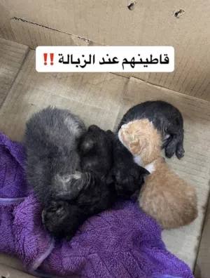 قطط صغار بلدي محتاجين تبني عاجل