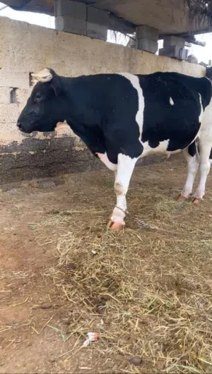 للبيع ثور حجم كبير