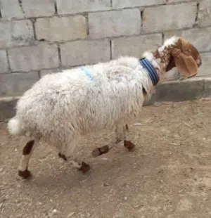 عقائق ذبائح نذر بلدي سن نظيف للبيع الموقع سحاب