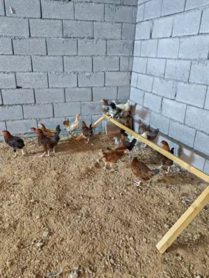 البيع دجاج محلي