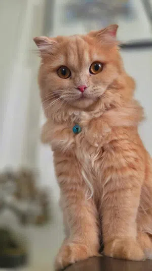 قطة للبيع سكوتش فولد