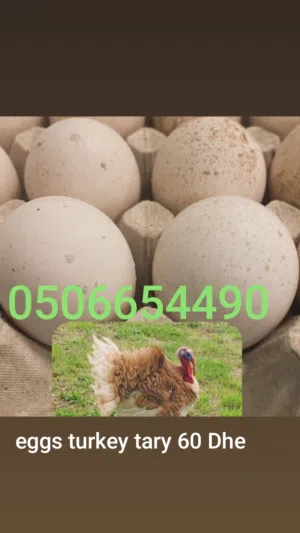 eggs turkey tary 50 Dhe